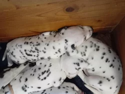 Dalmatin - štěňátka s PP FCI