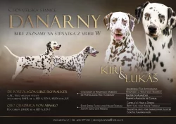 Dalmatin - štěňátka s PP FCI