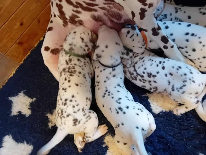 Dalmatin - štěňátka s PP FCI