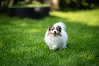 Phalene, ne papillon