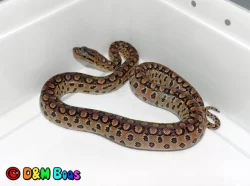 Epicrates cenchria alvarezi - Argentine Rainbow Boa