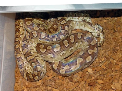 Epicrates cenchria alvarezi - Argentine Rainbow Boa