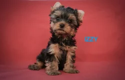 Jorkširský teriér s PP - štěňata - ihned k odběru