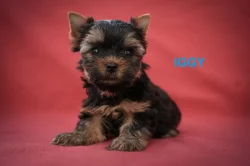 Jorkširský teriér s PP - štěňata - ihned k odběru