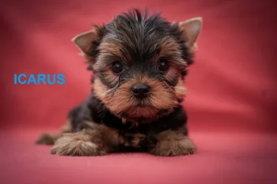 Jorkširský teriér s PP - štěňata - ihned k odběru