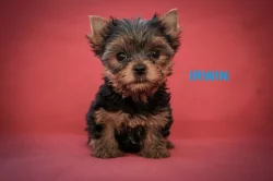 Jorkširský teriér s PP - štěňata - ihned k odběru
