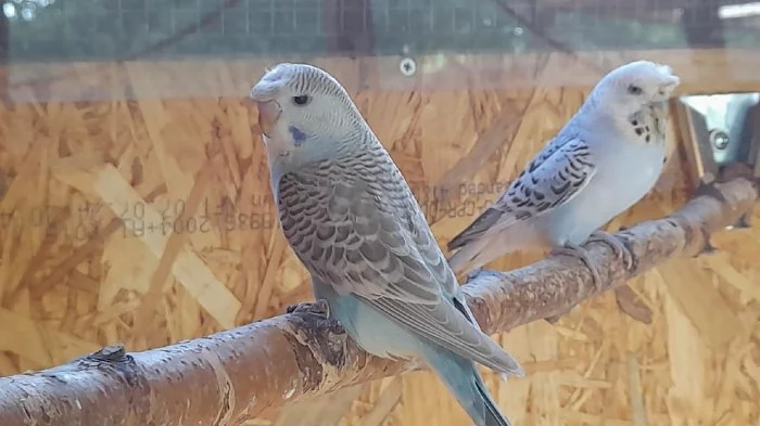 letošní mladé andulky vlnkované hledají nový domov