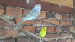 letošní mladé andulky vlnkované hledají nový domov