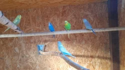 letošní mladé andulky vlnkované hledají nový domov