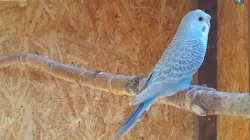 letošní mladé andulky vlnkované hledají nový domov