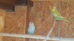 letošní mladé andulky vlnkované hledají nový domov