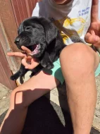 Štěňata Labradora