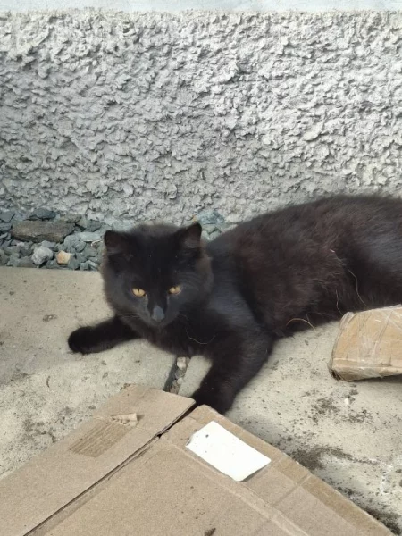 Daruji koťata do dobrých rukou