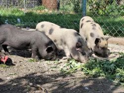 Prodám miniprasátka Göttingen