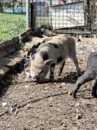 Prodám miniprasátka Göttingen