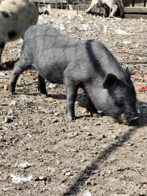 Prodám miniprasátka Göttingen