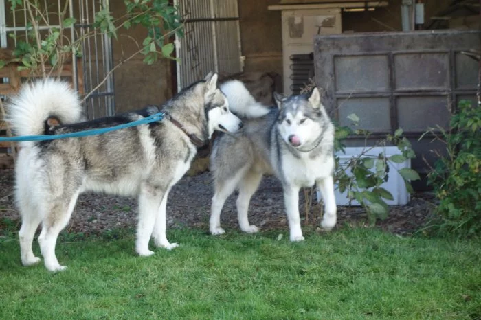 hledáme fenu Malamuta