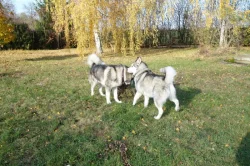 hledáme fenu Malamuta