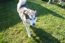 hledáme fenu Malamuta