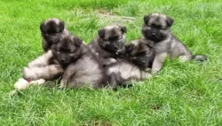 Německý špic vlčí prodám krásná štěňata s PP