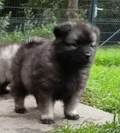 Německý špic vlčí prodám krásná štěňata s PP