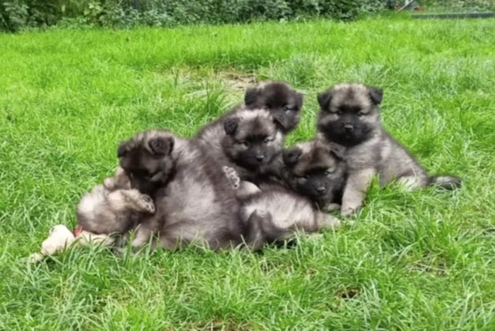 Německý špic vlčí prodám krásná štěňata s PP