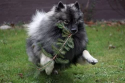 Německý špic vlčí prodám krásná štěňata s PP