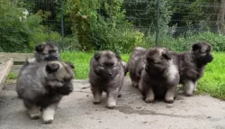 Německý špic vlčí prodám krásná štěňata s PP