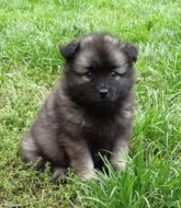 Německý špic vlčí prodám krásná štěňata s PP