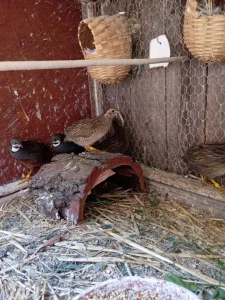 Letošní křepelky čínské