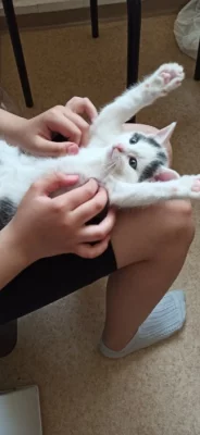 Daruji kočku a kocoura