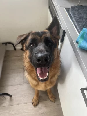 Německý ovčák s PP