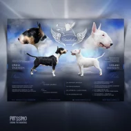 Grafika pro chovatele - oblíbené letáčky pro vrhy, chovné jedince...