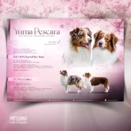 Grafika pro chovatele - oblíbené letáčky pro vrhy, chovné jedince...