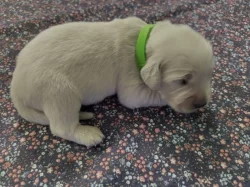 Golden retriever štěňátka k rezervaci