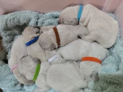 Golden retriever štěňátka k rezervaci