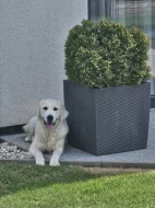 Golden retriever štěňátka k rezervaci