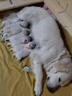 Golden retriever štěňátka k rezervaci