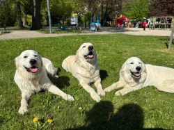 Golden retriever štěňátka k rezervaci