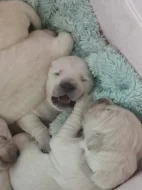 Golden retriever štěňátka k rezervaci