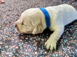 Golden retriever štěňátka k rezervaci