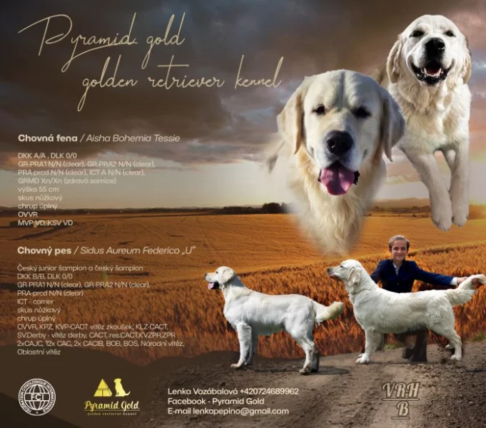 Golden retriever štěňátka k rezervaci