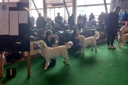 Golden retriever štěňátka k rezervaci