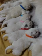 Golden retriever štěňátka k rezervaci