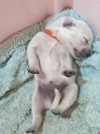 Golden retriever štěňátka k rezervaci