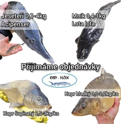 Násadové i tržní ryby