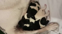 Foxterier hladkosrstý