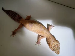 Gekončík noční samice