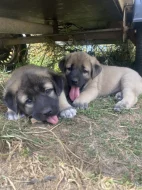 Štěně Kangalský pastevecký pes