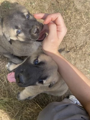 Štěně Kangalský pastevecký pes